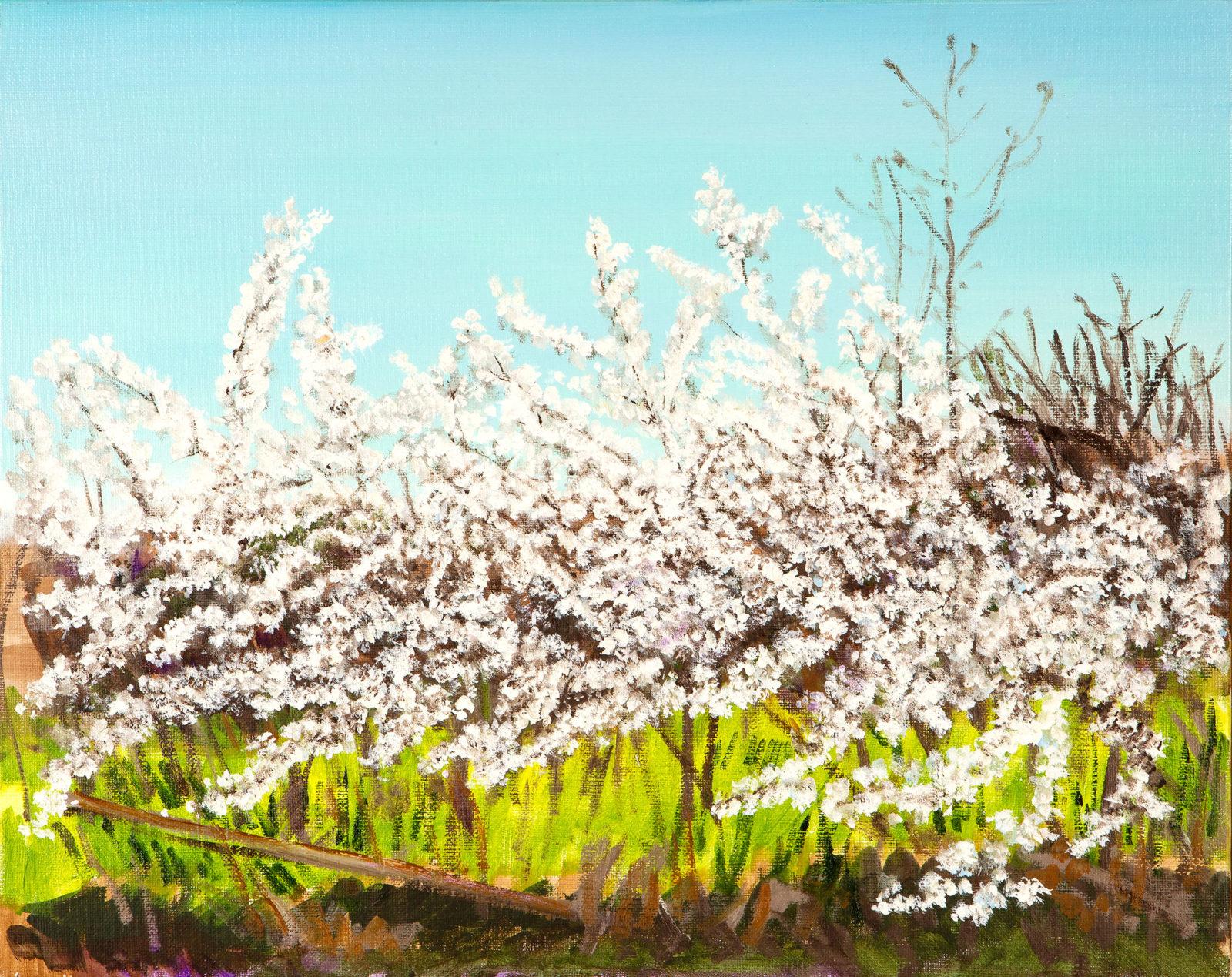 new whitedorn hedge 40x50cm 2020