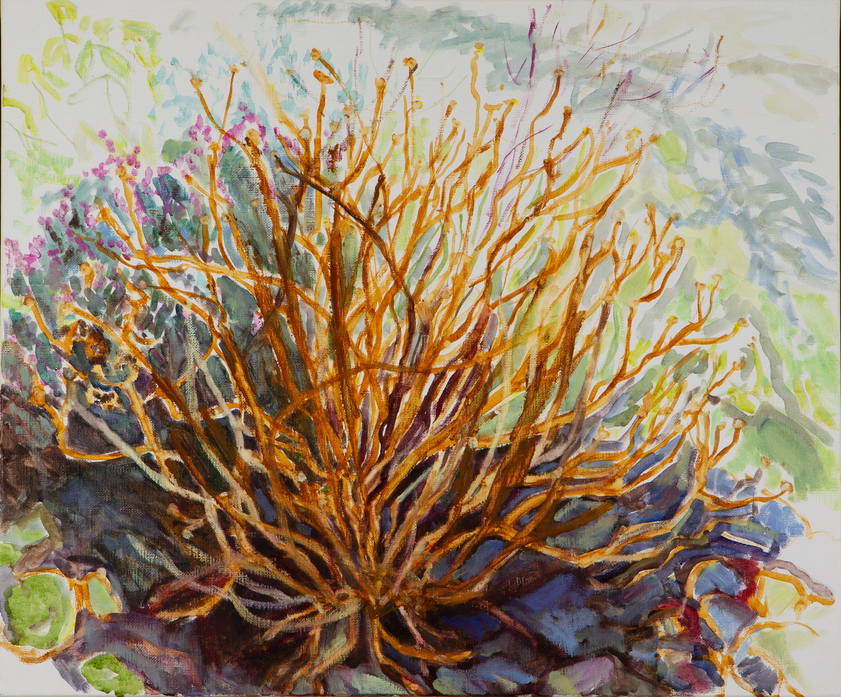 Bush with many virbrant colours